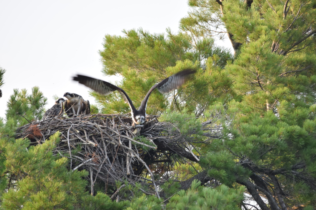 Eagle leaving it's aerie nest.